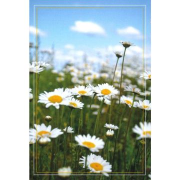 6 Wenskaarten met envelop - Bloemen